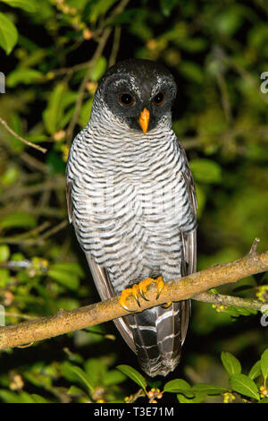 Black-and-white Owl  Strix nigrolineata Arenal Observatory Lodge, Alajuela Province, Costa Rica 14 March 2019      Adult       Stridigidae Stock Photo