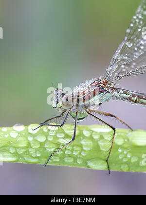 Lestes sponsa, known as the emerald damselfly or common spreadwing Stock Photo