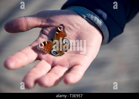 A beautiful bright butterfly with open wings sits on a man's palm and basks in the rays of the first spring sun. Stock Photo