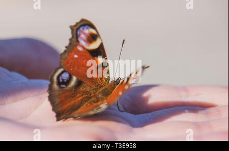 A beautiful bright butterfly with open wings sits on a man's palm and basks in the rays of the first spring sun. Stock Photo
