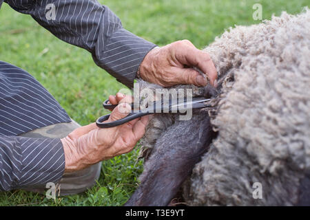 Farmer shearing sheep for wool in the grass outdoors. Close up view Stock Photo