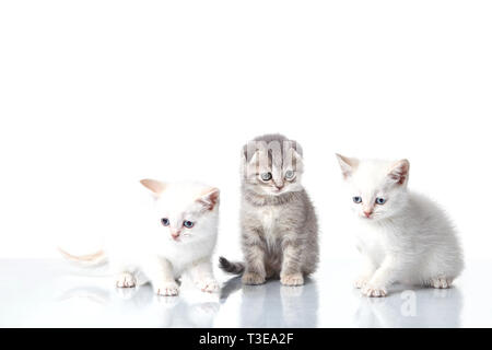 Small white Scottish Lop eared fold (kitten) isolated on white background Stock Photo