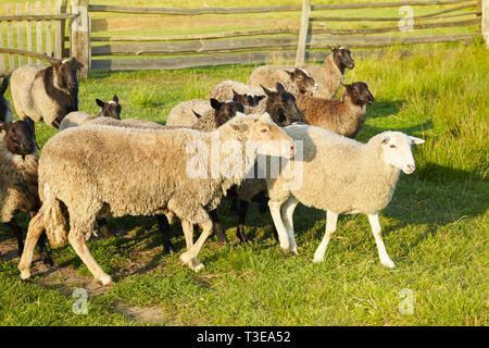 Flock of sheep on green grass on pasture. Herd of sheep on green meadow. Farming outdoor. Stock Photo