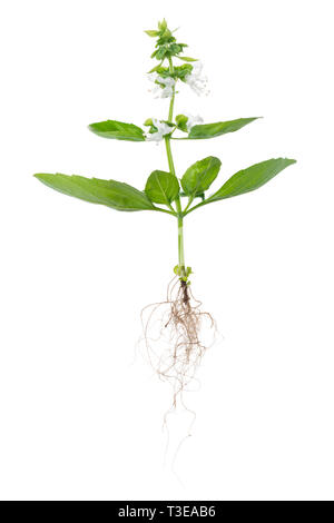 young green seedling of fresh basil with flowers and roots is isolated on white background Stock Photo