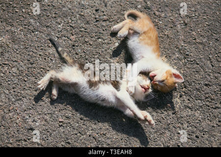 Two funny kittens playing outdoors Stock Photo