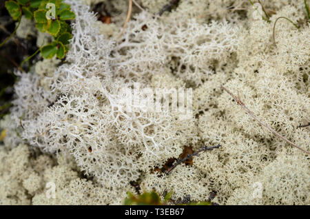 Close-up of the tundra lichens Stock Photo