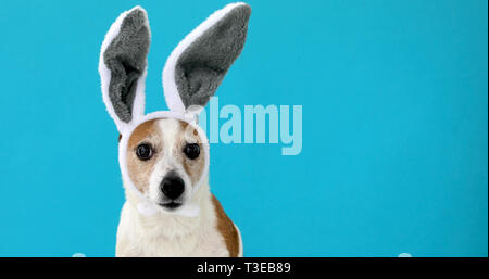 Frightened dog with rabbit ears Stock Photo