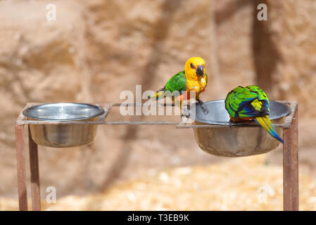 A colorful jenday conure sitting on a tree branch . Stock Photo