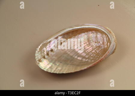 Half of pearly seashell Stock Photo