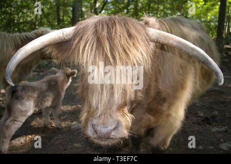 Scottish Highland Cattle Stock Photo