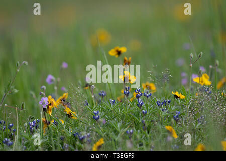 California Native Wildflowers in a Vernal Pool Stock Photo