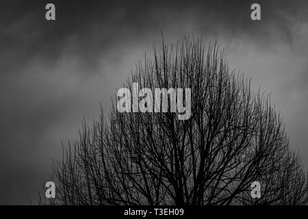 Silhouette dead tree on dark dramatic sky background for scary or death. Halloween night. Hopeless, despair,sad and lament concept. Scary forest. Dram Stock Photo