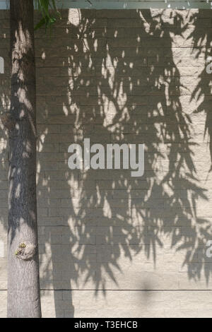Tree shadow on white brick wall Stock Photo