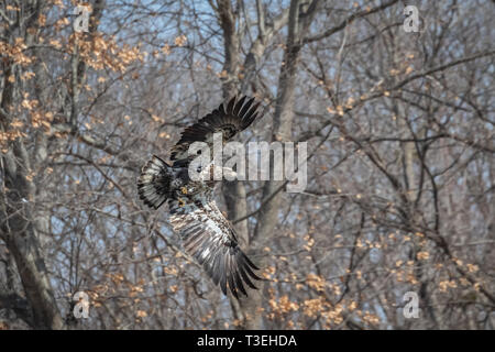 Immature Bald Eagle (Haliaeetus leucocephalus) in flight Stock Photo