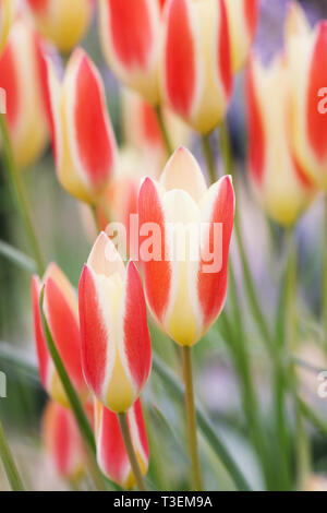 Tulipa clusiana var. chrysantha 'Tubergen's Gem' flowers. Stock Photo