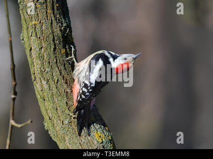 Middle Spotted Woodpecker posing on a trunk with turned head Stock Photo