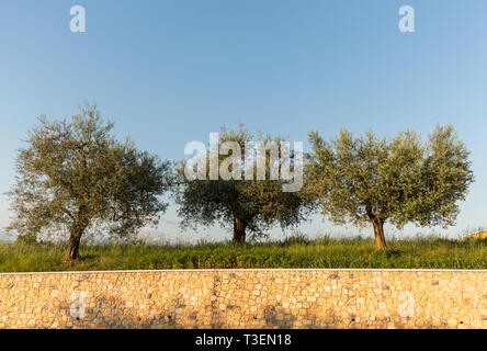 The olive trees in Lazise at the Lake Garda. Italy Stock Photo