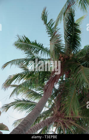 View of a two pal trees in the wind on a light blue background Stock Photo