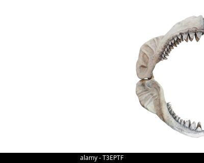 Real jaws of Carcharodon Megalodon, the largest shark to have ever lived on Earth Stock Photo