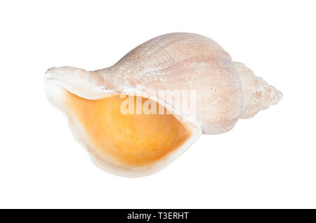 Big seashell in close-up isolated on white background Stock Photo