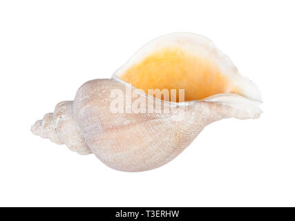 Big seashell in close-up isolated on white background Stock Photo