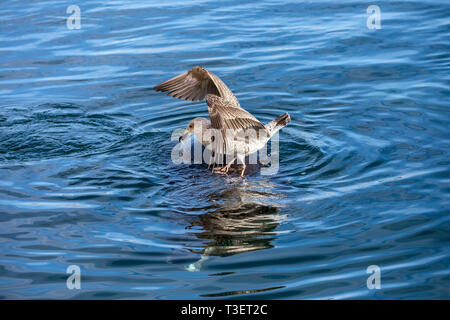 Great Black Backed Gull; Larus marinus; Juvenile with Fish; on Back of Grey Seal; Lerwick; Shetland; UK Stock Photo