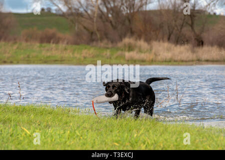 Black Lab still wanting to do some water retrieve after a morning hunt. Stock Photo