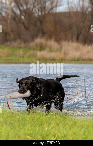 Black Lab still wanting to do some water retrieve after a morning hunt. Stock Photo