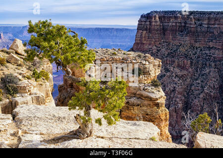 Alone pine tree on the edge of rock, South rim of Grand canyon, Arizona, USA Stock Photo