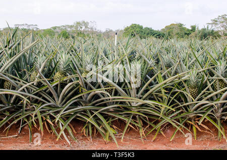 Pineapple farm in Zanguenga Panama Stock Photo - Alamy