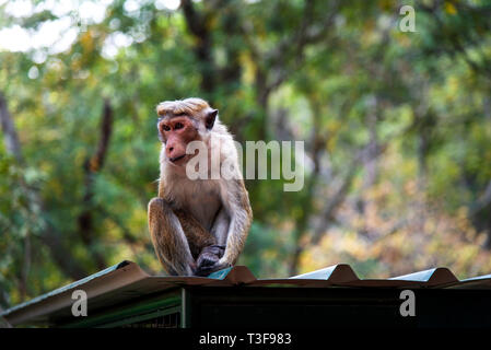 Portrait of a monkey in tropical forest of Sri Lanka Stock Photo