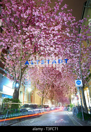 Bonn, Germany. 08th Apr, 2019. The cherry trees on Heerstraße in Bonn are blooming. The famous Japanese cherry blossom has reached its climax in Bonn: the cherry trees have been in full bloom since Sunday. Like a pink roof, the branches with the blossoms stretch across some streets of the old town. Particularly spectacular is the picture in Heerstraße and Breite Straße, framed by Japanese carnation cherries with particularly lush blossoms. (Shooting with long exposure) Credit: Volker Lannert/dpa/Alamy Live News Stock Photo