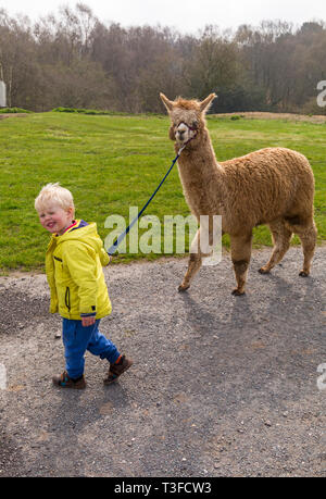 Wareham, Dorset, UK. 9th Apr 2019. Alpaca walks at Longthorns Farm in Wareham. Ethan walks Harry (the ginger one) (permission received). Credit: Carolyn Jenkins/Alamy Live News Stock Photo