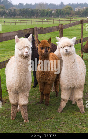 Wareham, Dorset, UK. 9th Apr 2019. Group of young Alpacas, Vicugna pacos, in field at Longthorns Farm, Wareham, Dorset UK in April - alpaca. Credit: Carolyn Jenkins/Ģ����ý Live News Stock Photo