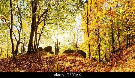 Warm autumn scenery in a forest, with the sun casting beautiful rays of light through the mist and trees Stock Photo