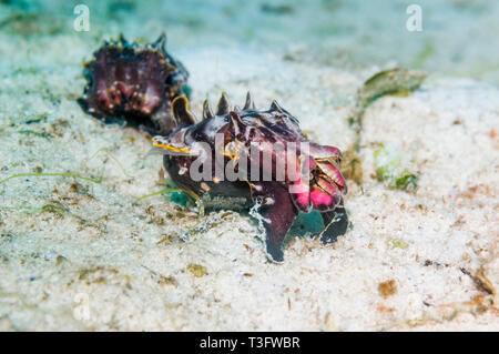 Pfeffer's Flamboyant Cuttlefish [Metasepia pfefferi]. The larger female is followed by the smaller male.  North Sulawesi, Indonesia. Stock Photo