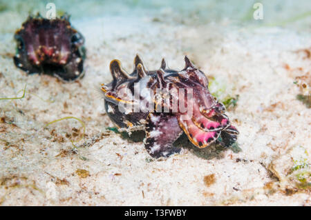 Pfeffer's Flamboyant Cuttlefish, male and female / (Metasepia pfefferi ...