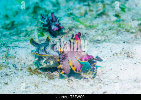 Pfeffer's Flamboyant Cuttlefish [Metasepia pfefferi]. The larger female is followed by the smaller male.  North Sulawesi, Indonesia. Stock Photo