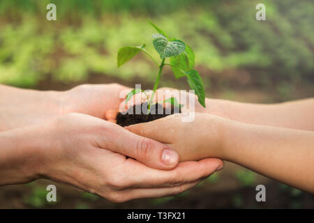 Theme of generations and family relationships. Adult and child are holding in hands seedling Stock Photo