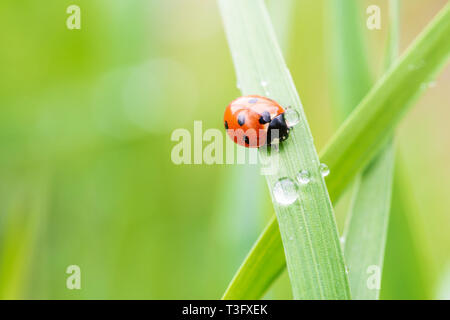 Ladybug on fresh grass, macro, close up Stock Photo
