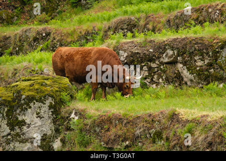 Cow belonging to the Cachena breed in the Serra do Gerês, Minho region, Portugal, Europe Stock Photo