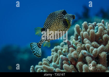 Closeup of face of smooth Trunkfish, Lactophrys triqueter, with white spots and honeycomb design swimming above coral on reef Stock Photo