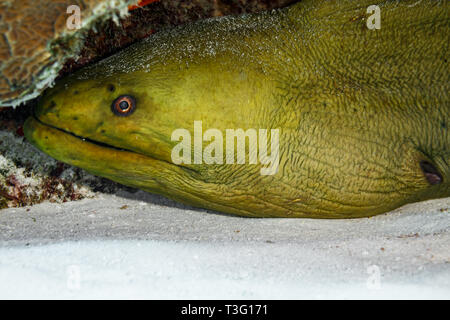 Closeup of head of green spotted moray eel, Gymnothorax moringa Stock Photo