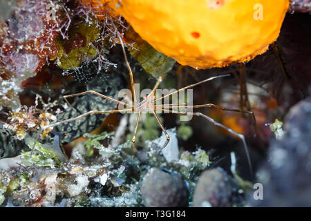 Stenorhynchus seticornis, Yellowline Arrow Crab, hides under a yellow sponge Stock Photo