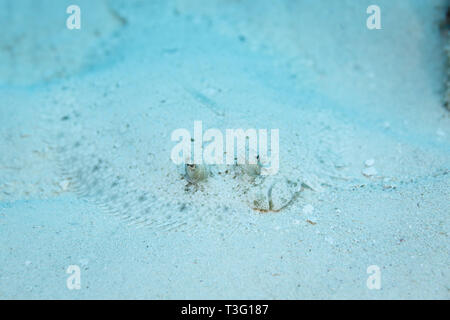 Top view closeup of eyes of Bothus ocellatus flat, left eyed Flounder camouflaged in the white sand Stock Photo