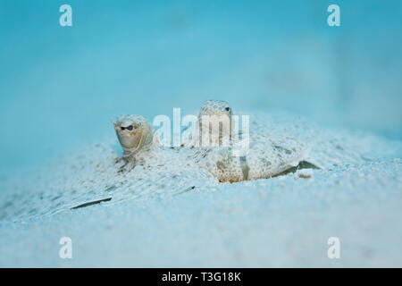 Closeup of eyes of Bothus ocellatus flat, left eyed Flounder camouflaged in the white sand Stock Photo