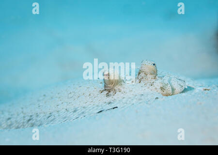 Bothus ocellatus flat, left eyed Flounder camouflaged in the white sand Stock Photo