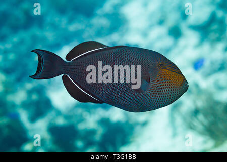 Close up of side of Black triggerfish, black durgon,  Melichthys niger Stock Photo