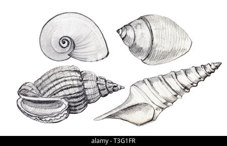 Set of seashell. Hand-drawn illustration. Simple pencil. Stock Photo