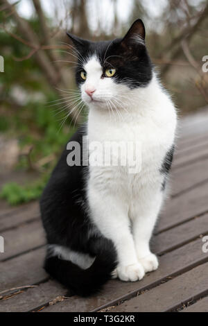 Male black and cheap white cat